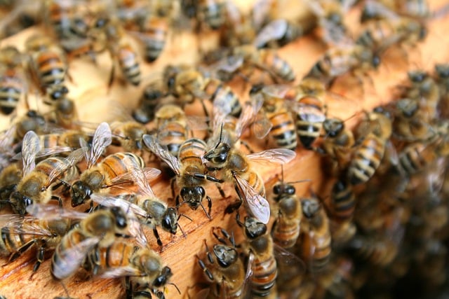 Free download bees beekeeping hive apis mellifera free picture to be edited with GIMP free online image editor