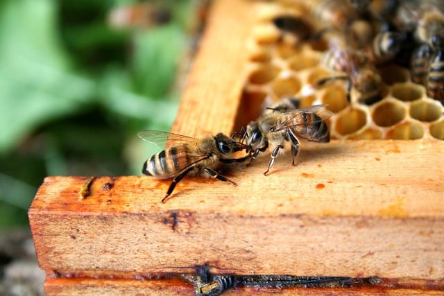 Free download bees beekeeping honey bees free picture to be edited with GIMP free online image editor