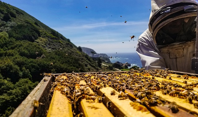 Free download bees big sur honey hive ocean free picture to be edited with GIMP free online image editor