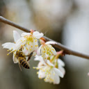 Bees collect pollen  screen for extension Chrome web store in OffiDocs Chromium
