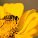 Bees get honey  screen for extension Chrome web store in OffiDocs Chromium