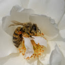 Bees get nectar  screen for extension Chrome web store in OffiDocs Chromium