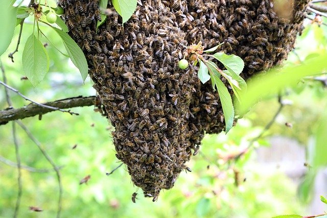 Free download Bees Hive Beekeeper Honey -  free photo or picture to be edited with GIMP online image editor