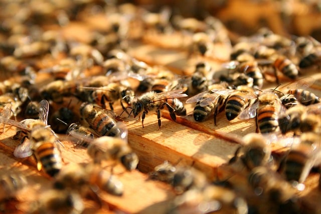 Free download bees hive beekeeping apiary free picture to be edited with GIMP free online image editor