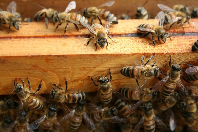Free download bees hive beekeeping swarm free picture to be edited with GIMP free online image editor
