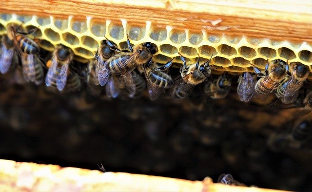 무료 다운로드 Bees Hive Honey - 무료 사진 또는 김프 온라인 이미지 편집기로 편집할 수 있는 사진