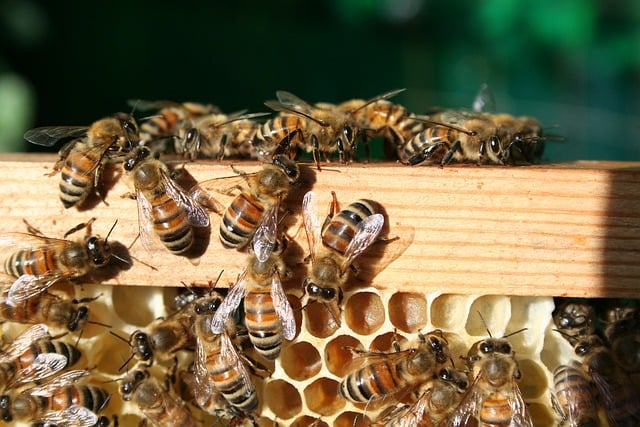 Free download bees honeycomb hive beekeeping free picture to be edited with GIMP free online image editor