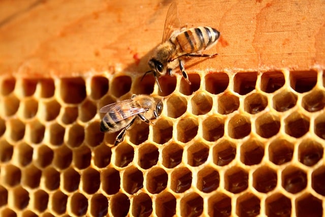 Free download bees honey nature summer insects free picture to be edited with GIMP free online image editor