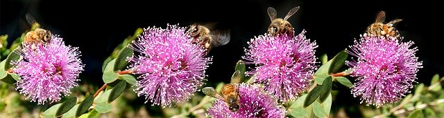 Free download Bees Insects Banner -  free free photo or picture to be edited with GIMP online image editor