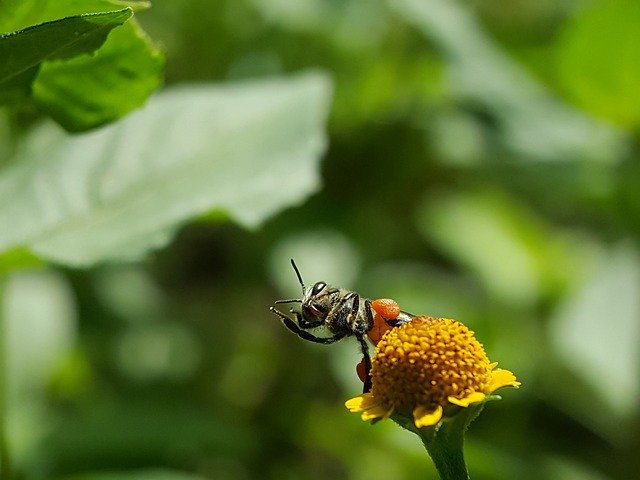 Free download Bees Insects Flower -  free photo or picture to be edited with GIMP online image editor