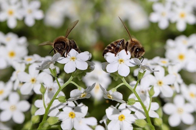Free download bees insects honey bees free picture to be edited with GIMP free online image editor
