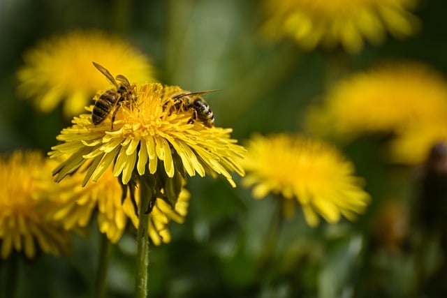 Free download bees insects honey bees close up free picture to be edited with GIMP free online image editor