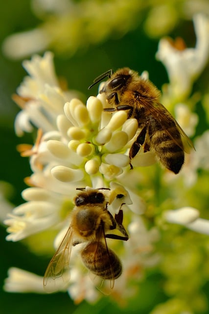 Kostenloser Download Bienen Insekten bestäuben Bestäubung Kostenloses Bild, das mit dem kostenlosen Online-Bildeditor GIMP bearbeitet werden kann