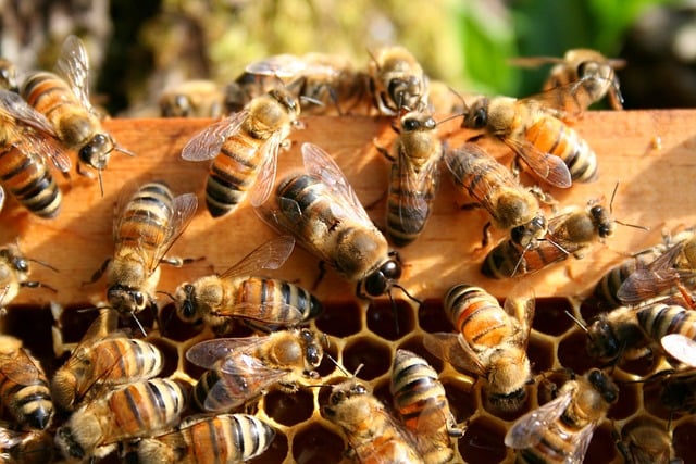Free download bees kelp honeycomb hive free picture to be edited with GIMP free online image editor
