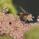 Bees look for honey  screen for extension Chrome web store in OffiDocs Chromium
