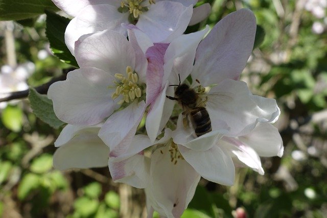 Free download Bees Nectar Spring Honey -  free photo or picture to be edited with GIMP online image editor