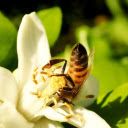 Bees pollinate flowers  screen for extension Chrome web store in OffiDocs Chromium