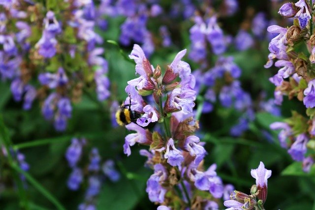 Unduh gratis Bee Spring Blue - foto atau gambar gratis untuk diedit dengan editor gambar online GIMP