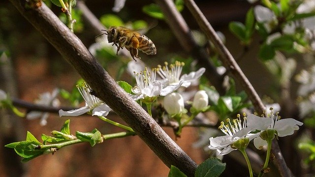 Descarga gratuita Bee Spring Flower - foto o imagen gratuita para editar con el editor de imágenes en línea GIMP