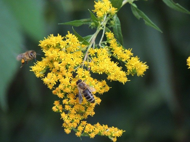 Bezpłatne pobieranie Bee Sprinkle Flight - bezpłatne zdjęcie lub obraz do edycji za pomocą internetowego edytora obrazów GIMP