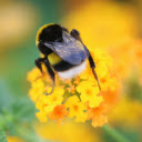 bees suck nectar from flowers  screen for extension Chrome web store in OffiDocs Chromium