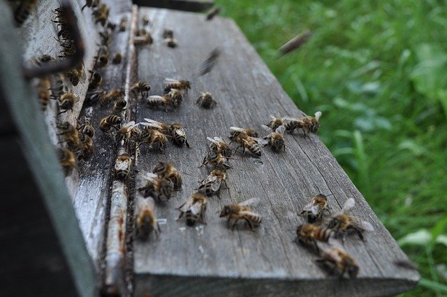 Безкоштовно завантажте безкоштовний шаблон фотографій Bees The Hive для редагування в онлайн-редакторі зображень GIMP