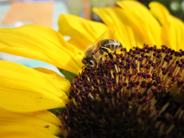 Free download Bee Sunflower Summer Close -  free photo or picture to be edited with GIMP online image editor