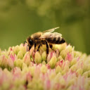 BEE Theme  screen for extension Chrome web store in OffiDocs Chromium