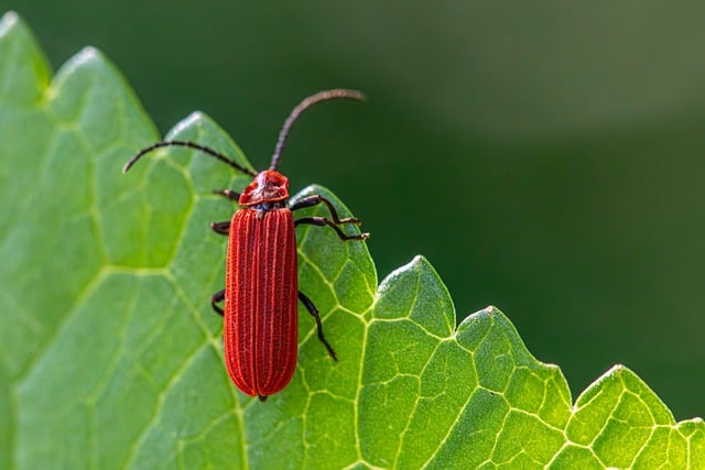 Free download beetle animal arthropod close up free picture to be edited with GIMP free online image editor