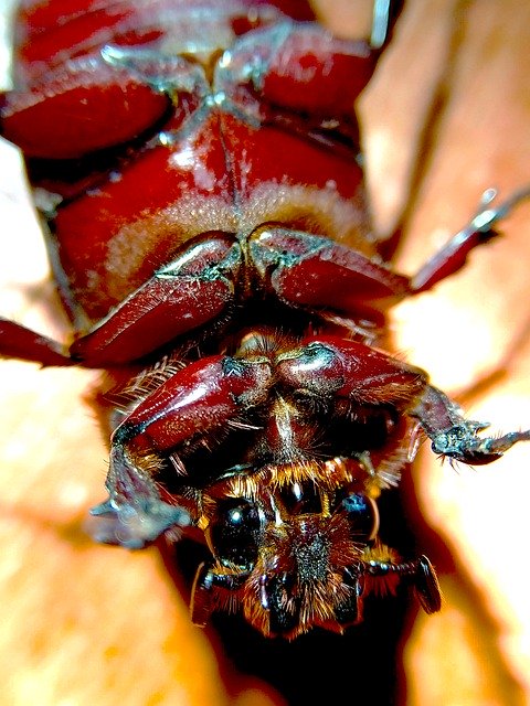 Download gratuito Beetle Animal Photography: foto o immagini gratuite da modificare con l'editor di immagini online GIMP