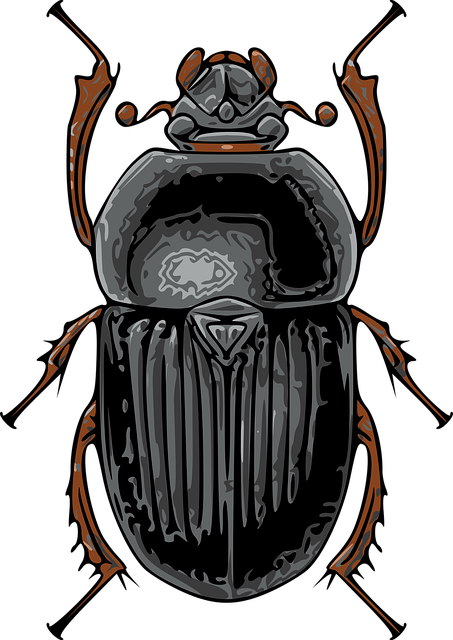 Free download Beetle Black Insect - Free vector graphic on Pixabay free illustration to be edited with GIMP free online image editor