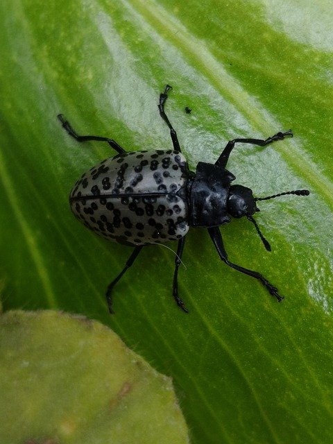 Gratis download Beetle Coleoptera Insects - gratis foto of afbeelding om te bewerken met GIMP online afbeeldingseditor
