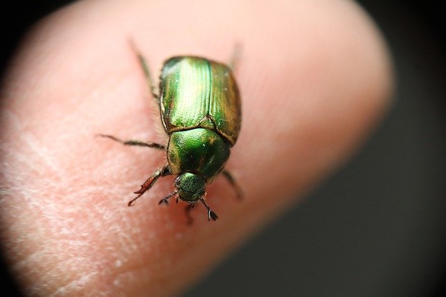 Téléchargement gratuit Beetle Cotinis Mutabilis Insects - photo ou image gratuite à éditer avec l'éditeur d'images en ligne GIMP