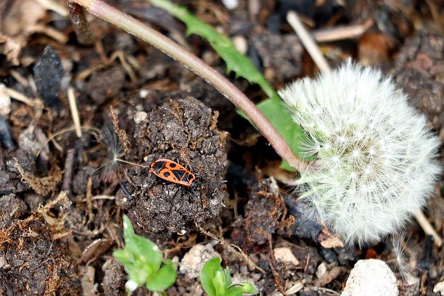 הורדה חינם של Beetle Fire Bug Dandelion - תמונה או תמונה בחינם לעריכה עם עורך התמונות המקוון GIMP
