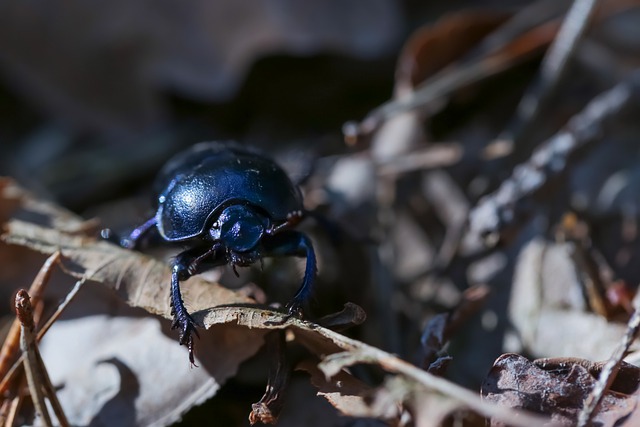 Free download beetle forest beetle insect forest free picture to be edited with GIMP free online image editor