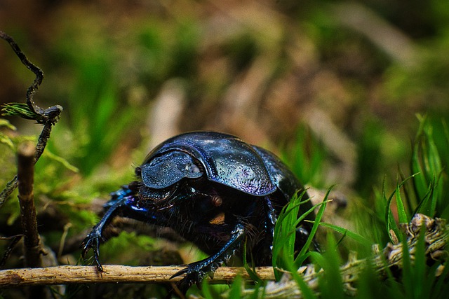 Free download beetle forest insect bug grass free picture to be edited with GIMP free online image editor