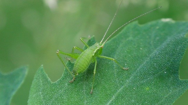 Bezpłatne pobieranie Beetle Green Sheet - bezpłatne zdjęcie lub obraz do edycji za pomocą internetowego edytora obrazów GIMP