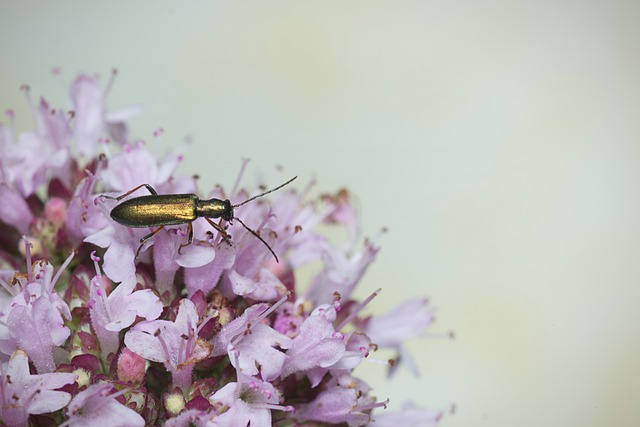 Free download beetle insect blossom pollination free picture to be edited with GIMP free online image editor