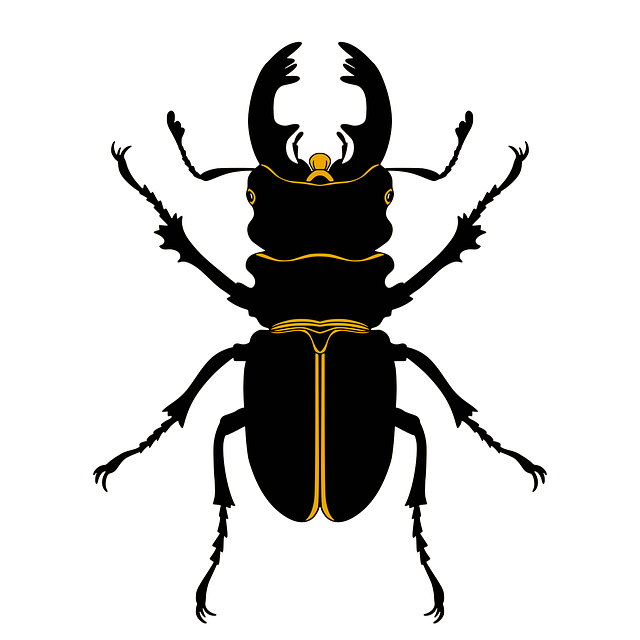 Free download Beetle Insect Bug - Free vector graphic on Pixabay free illustration to be edited with GIMP free online image editor