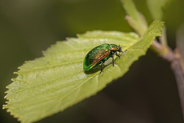 免费下载甲虫、昆虫、叶虫、植物免费图片，使用 GIMP 免费在线图像编辑器进行编辑