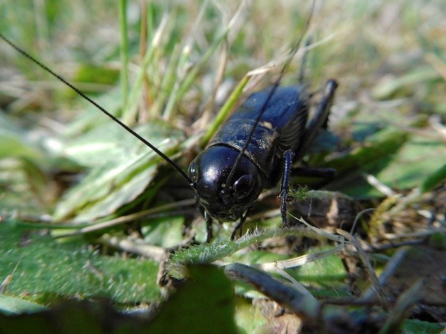 Free download Beetle Insect Macro The -  free photo or picture to be edited with GIMP online image editor