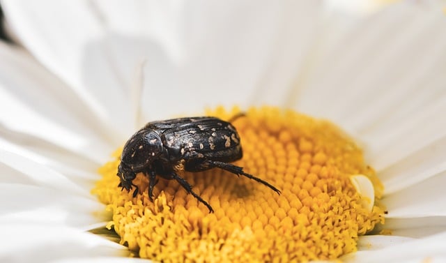 Free download beetle insect nature close up free picture to be edited with GIMP free online image editor