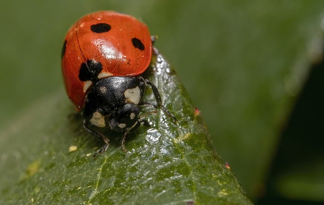 Free download beetle ladybug animal insect leaf free picture to be edited with GIMP free online image editor