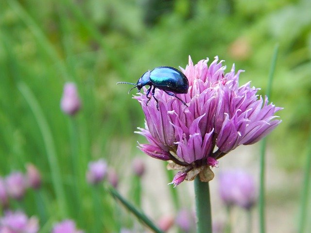 Descărcare gratuită Beetle Leaf Blue - fotografie sau imagini gratuite pentru a fi editate cu editorul de imagini online GIMP