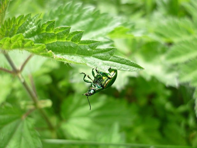 Free download beetle leaves plants insect spring free picture to be edited with GIMP free online image editor