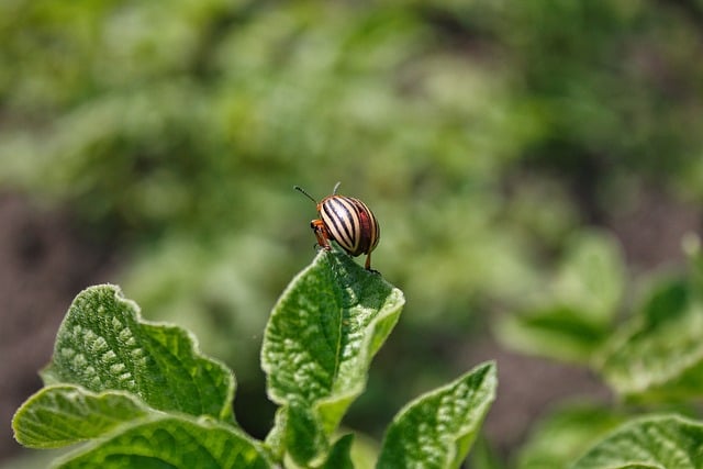 Free download beetle nature agriculture pest free picture to be edited with GIMP free online image editor
