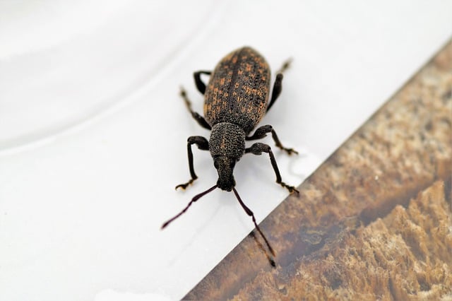 Free download beetle pest grooved free picture to be edited with GIMP free online image editor