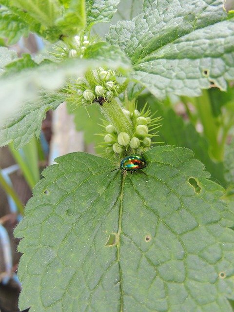 Free download Beetle Plant Insect -  free photo or picture to be edited with GIMP online image editor