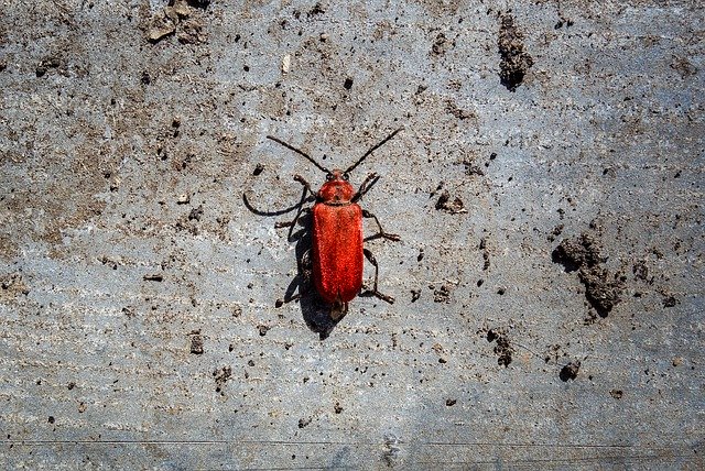تنزيل Beetle Red Close Up مجانًا - صورة مجانية أو صورة يتم تحريرها باستخدام محرر الصور عبر الإنترنت GIMP