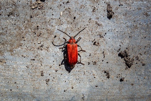 Kostenloser Download Beetle Red Close Up - kostenloses Foto oder Bild zur Bearbeitung mit GIMP Online-Bildbearbeitung